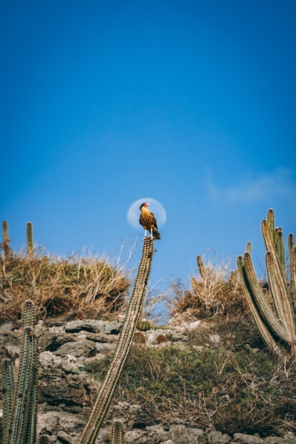 Photo cactus growing on field against clear blue sky