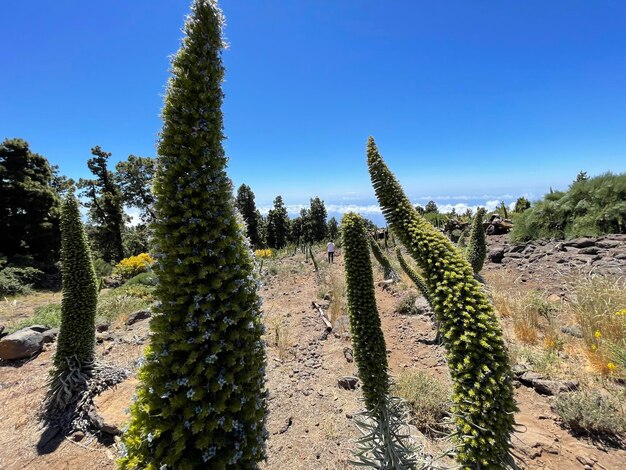 Foto cactus che crescono sul campo contro un cielo limpido