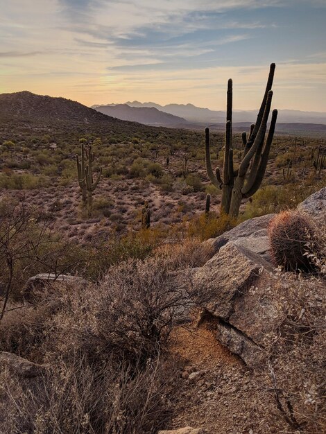 Foto cactus che crescono sul campo contro il cielo durante il tramonto