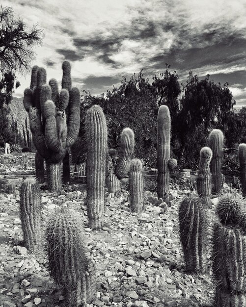 Cactus growing on field against sky