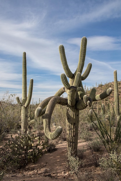 Foto cactus che crescono sul campo contro il cielo