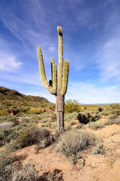 Foto cactus che crescono sul campo contro il cielo