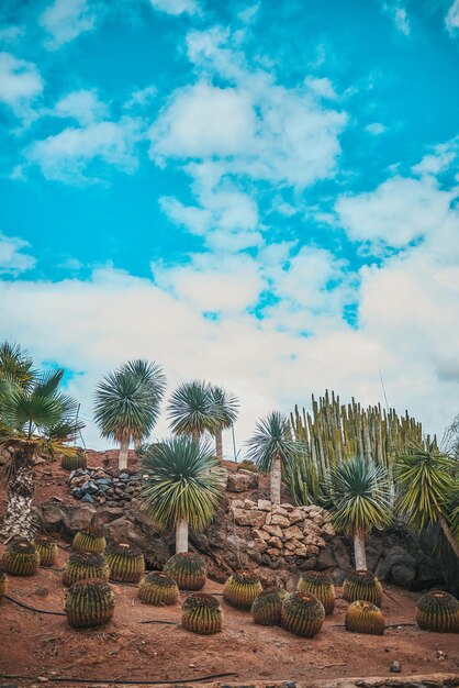 Cactus growing on field against sky