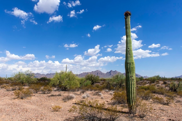 Photo cactus growing on field against sky