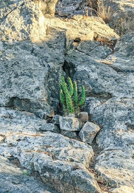 Cactus growing high in the rock