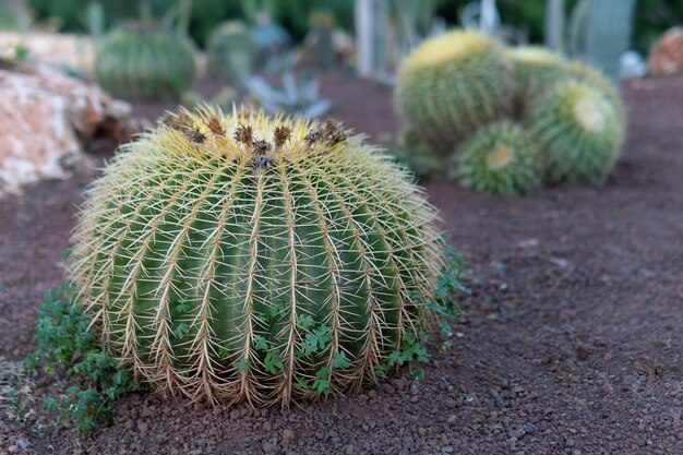 Cactus che cresce all'aperto nel giardino dell'istituto weizmann in israele