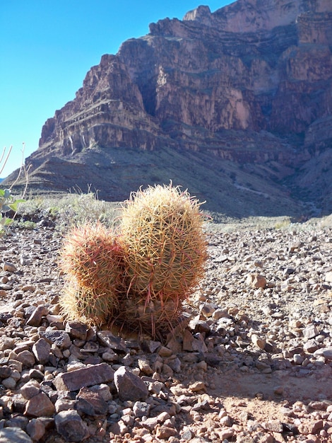 Foto cactus che crescono su formazioni rocciose contro il cielo