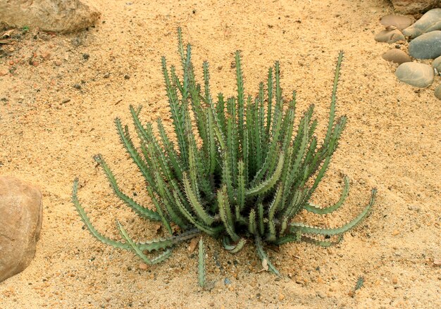 Cactus growing in the sand 