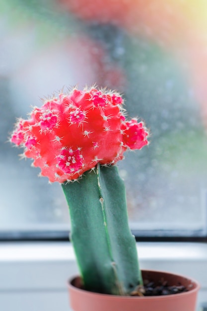 냄비에 선인장 Gymnocalycium Mihanovichii