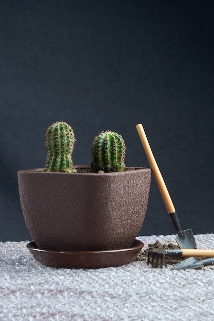 Foto homeplant di cactus sul tavolo con attrezzi da giardino