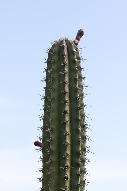 cactus in bloei met een blauwe lucht