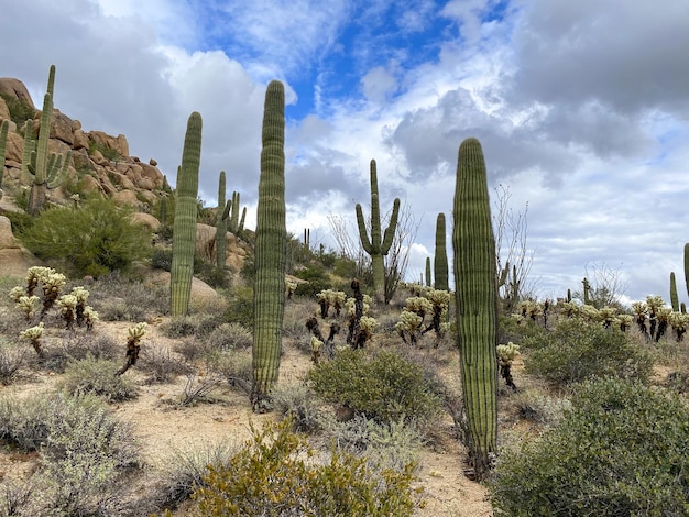 Cactus in de droge bergwoestijn van Arizona, Verenigde Staten