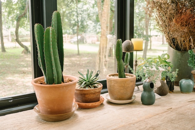 Cactus in de koffie winkel achtergrond.