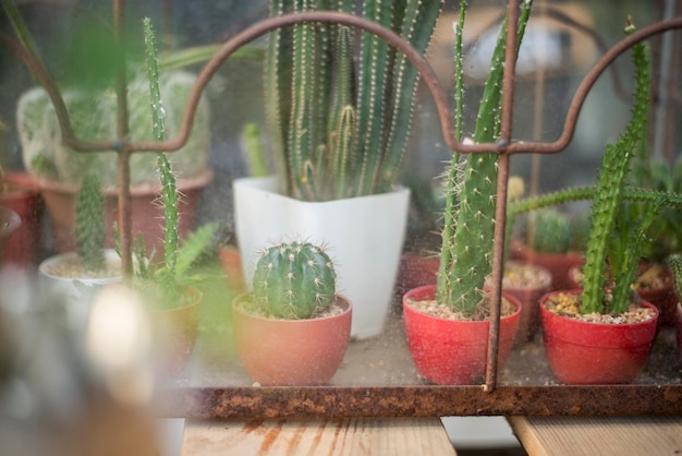 Cactus in de koffieshop.