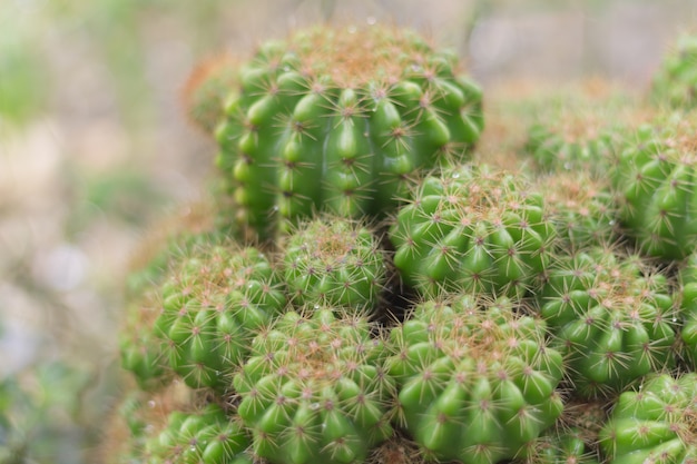 Cactus in de pot