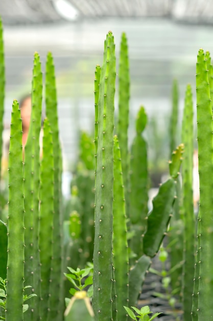 Cactus in de stronk de conditie is klaar om het ras voort te zetten.