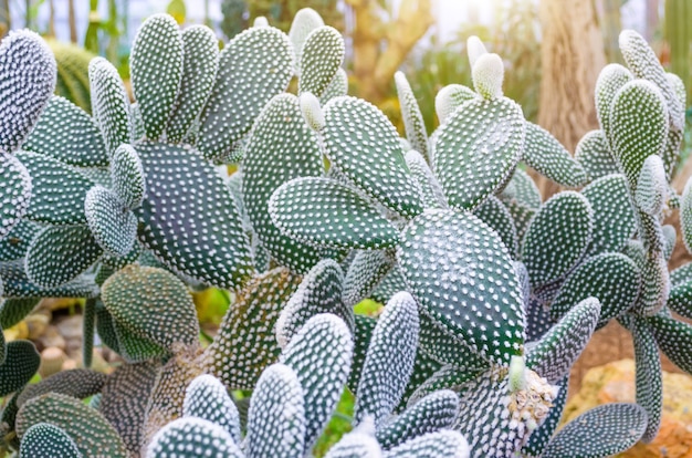 Cactus in de tropische woestijnen van Noord-Amerika close-up.