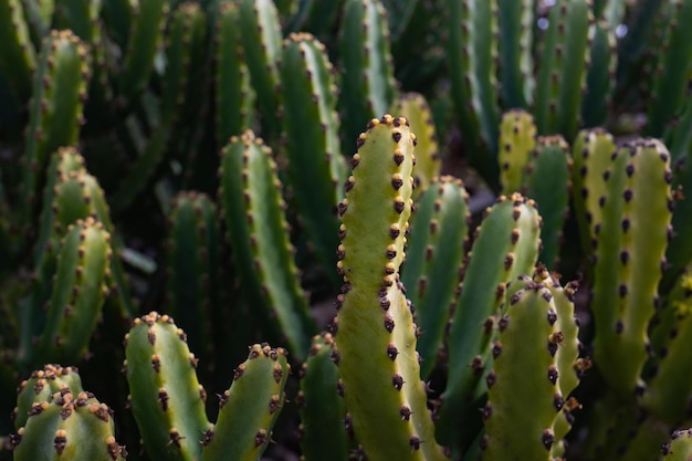 cactus in de tuin, close-up van groene cactussen