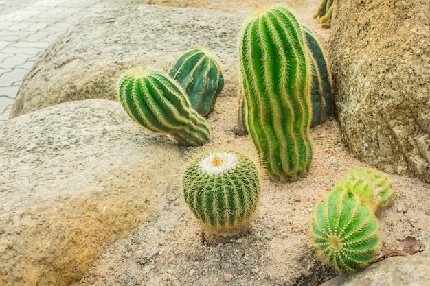 Cactus in de tuin.