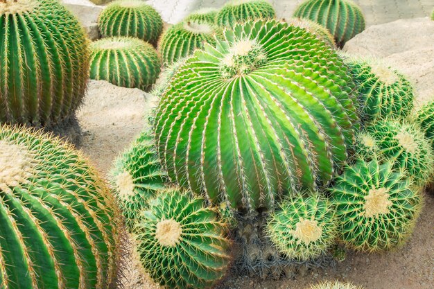 Cactus in de tuin.