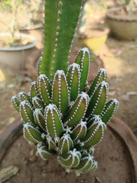 Cactus in de tuin