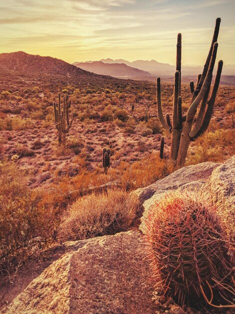 Foto cactus in de woestijn tegen de lucht