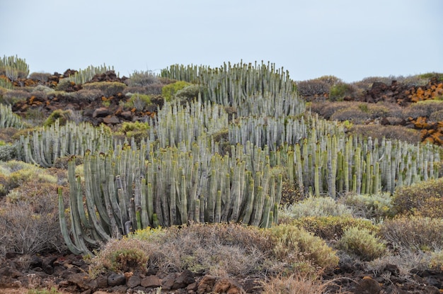 cactus in de woestijn