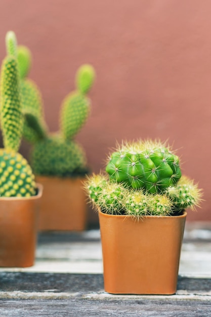 Cactus in een kleine pot op een houten tafel