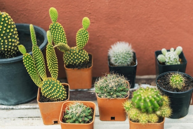 Cactus in een kleine pot op een houten tafel