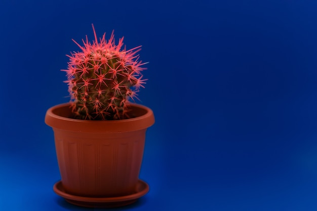 Cactus in een pot