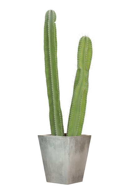 Foto cactus in een vierkante cementpot geïsoleerd op een witte achtergrond