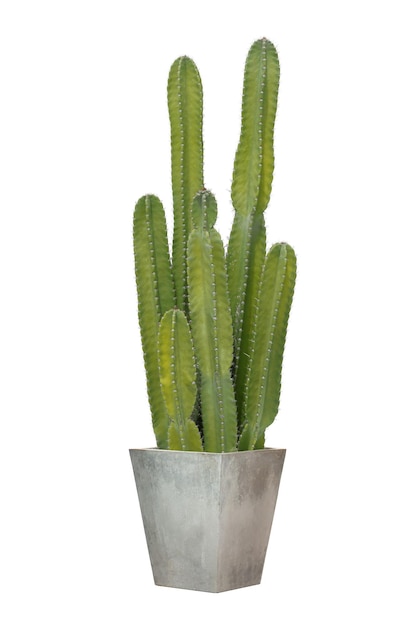 Foto cactus in een vierkante cementpot geïsoleerd op een witte achtergrond