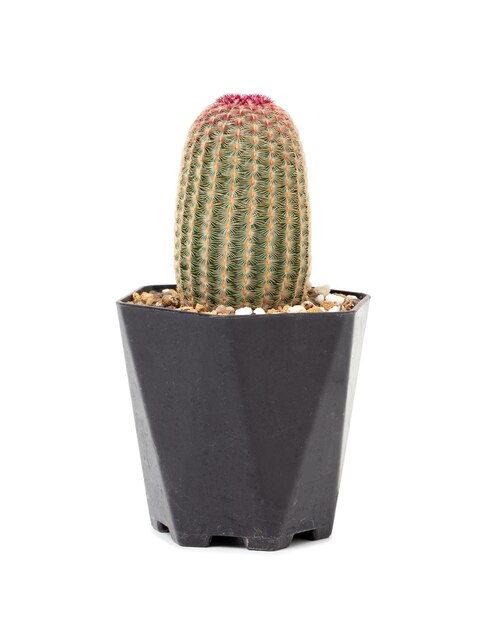 Foto cactus in een zwarte pot geïsoleerd op een witte achtergrond