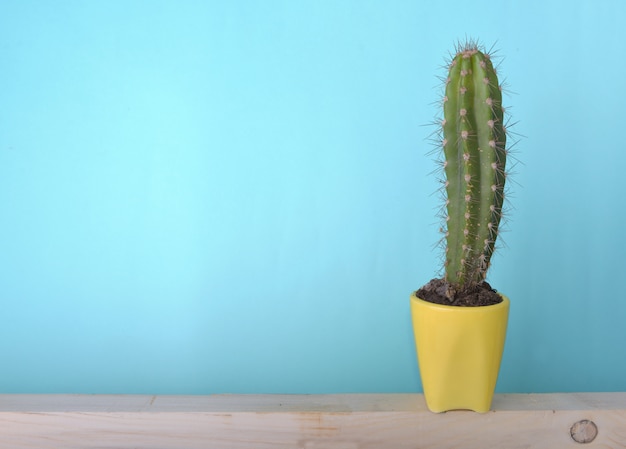 Cactus in gele pot op hout en blauw
