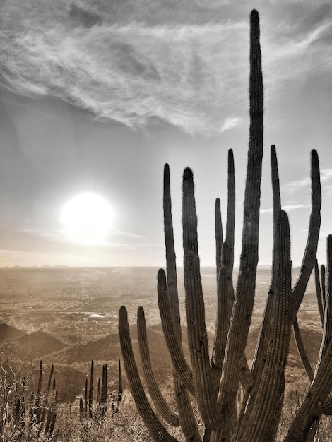 Foto cactus in het landschap tegen de hemel bij zonsondergang