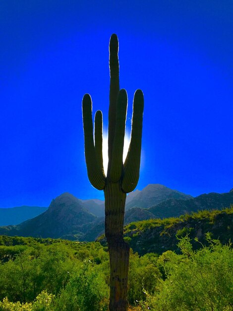 Cactus in het landschap tegen een heldere lucht