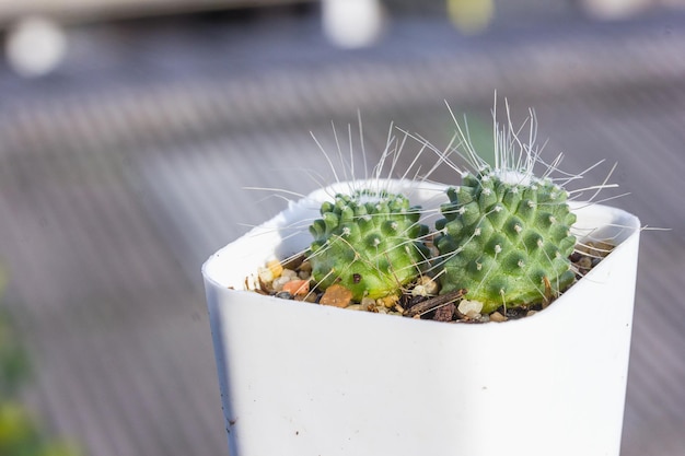 Foto cactus in het vaasdecor