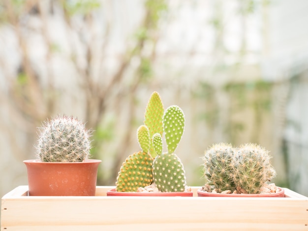 Cactus in houten dienblad voor huisdecoratie