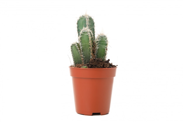 Cactus in pot die op witte oppervlakte wordt geïsoleerd