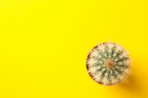 Cactus in pot op gele ondergrond