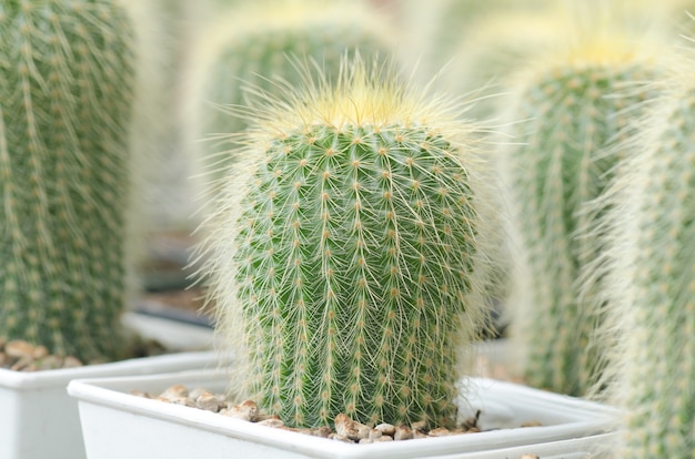 cactus in pot