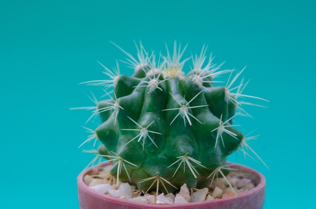 Cactus in pot