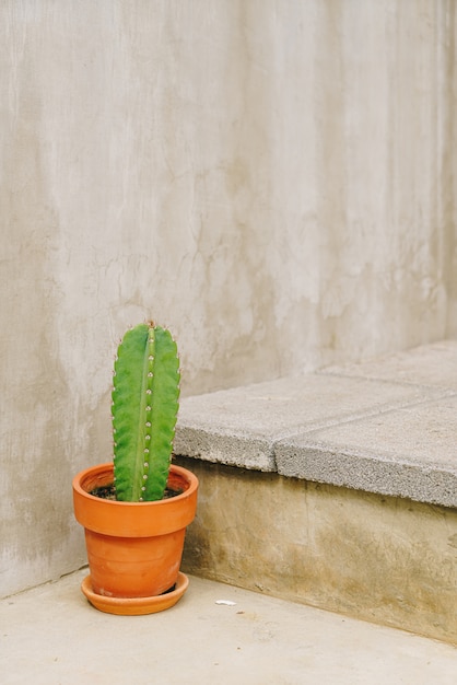 cactus in potdecoratie op trap