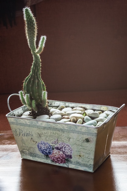 Cactus in tinnen pot met decoratieve stenen