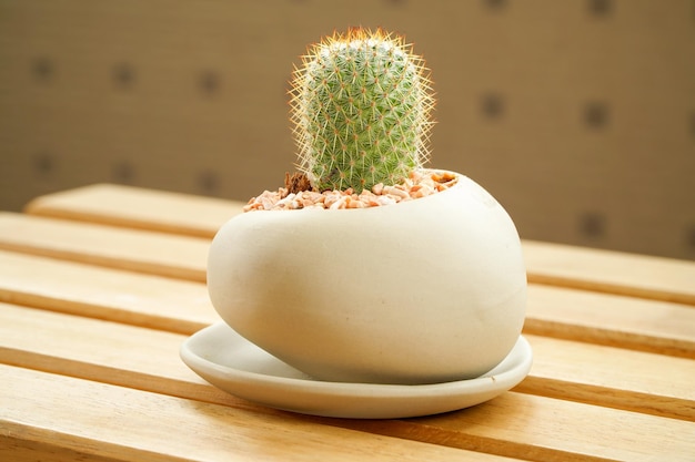 Cactus in tribale kleipotten op lattenbodem