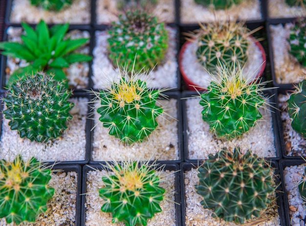 Cactus is popular among tree lovers in pots.