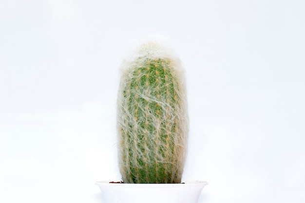 cactus isolated. Small decorative plant. Front view.