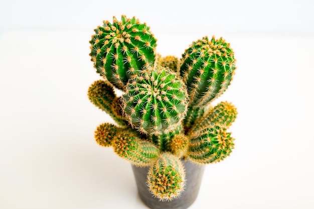 Cactus on isolated white background