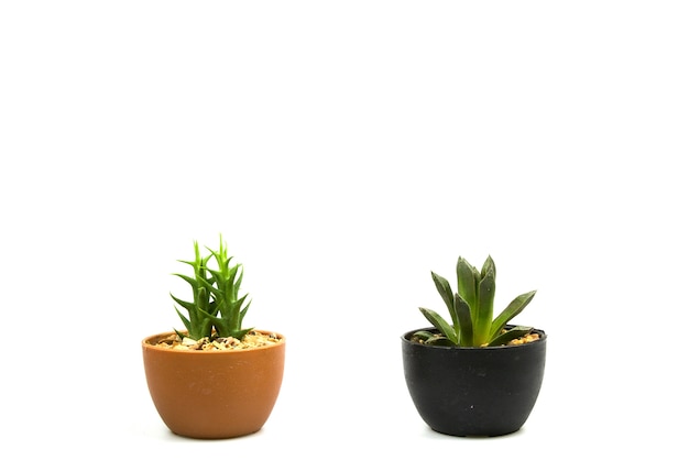 Cactus isolated on white background