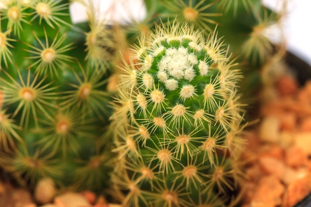 Cactus isolated on white background